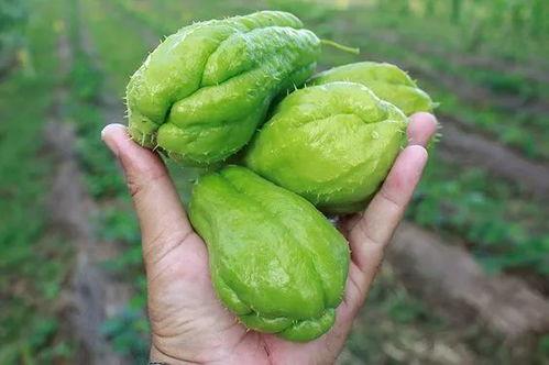 瓜边可以吃吗,能否放心食用?