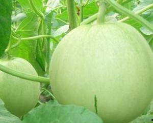 产妇敢吃瓜吗,产妇敢吃瓜吗？揭秘瓜类食物的产后益处