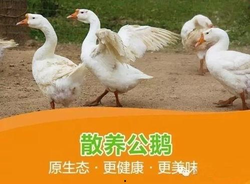 吃瓜安利鹅图片,鹅图来袭，笑翻你的周末时光