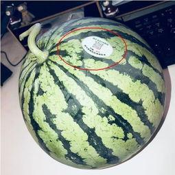 网红吃瓜泡泡,揭秘娱乐圈幕后真相