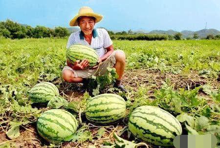 默默吃瓜的瓜农,揭秘瓜农背后的故事