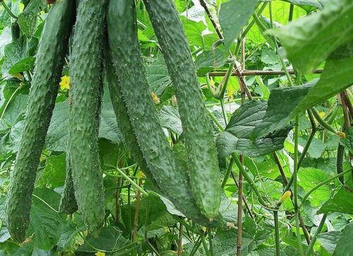 天天白云吃瓜,揭秘娱乐圈幕后故事