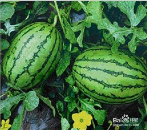 广西民师院吃瓜